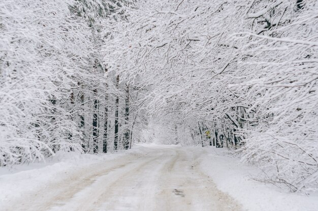 A road in a winter snow-covered forest