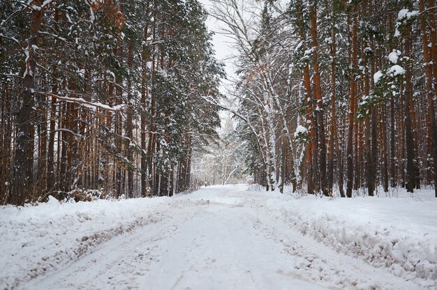 Road in the winter with snow-covered forest