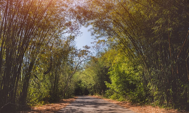 Road with bamboo tunnel.