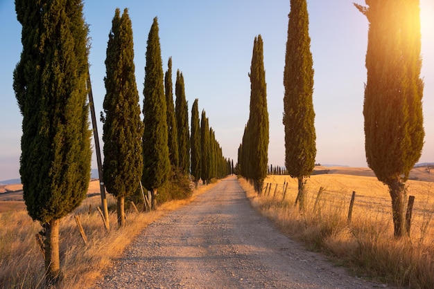 イタリア トスカーナ州の夕日に糸杉のある道