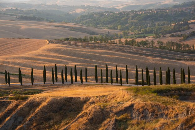 イタリア トスカーナ州の夕日に糸杉のある道