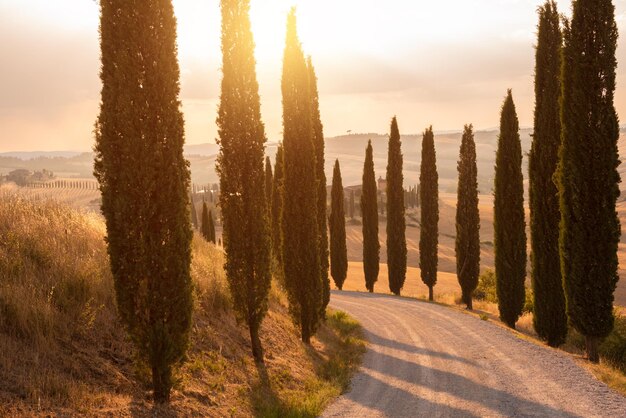 Road with cypresses in Tuscany Italy in summer Famous landmark countryside and tourism destination