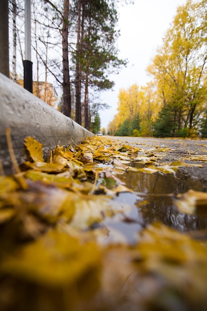 落ち葉のある道。雨の日