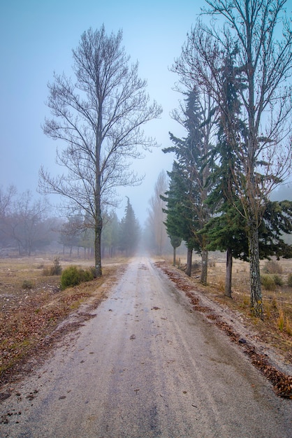 霧と端に木がある道路