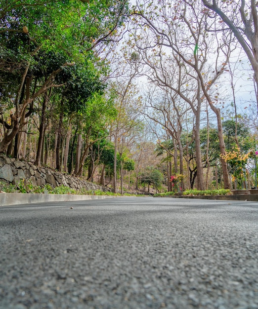 Road with many frangipani flower trees in autumn at Bach Dinh Vung Tau city Vietnam Travel concep