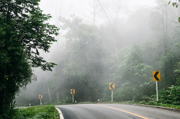 Strada con la foresta della natura e la strada nebbiosa della foresta pluviale.