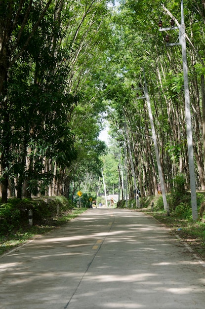 Road with seringueira or rubber tree plantation tunnel at Ko Yao Noi in Phang Nga Thailand