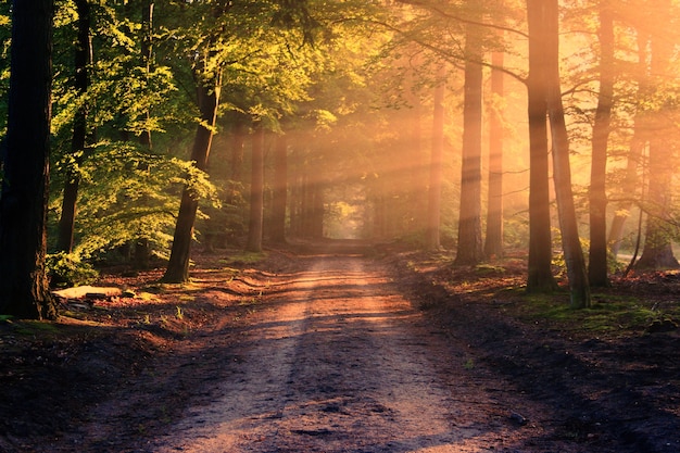 Foto strada con i raggi del sole