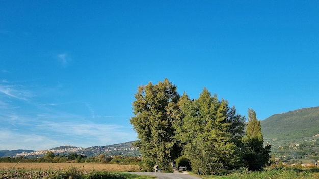 A road with trees and a blue sky