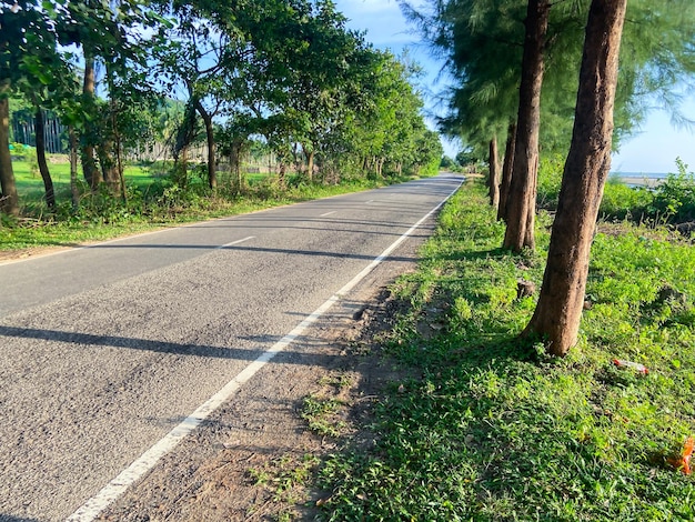 Foto una strada con alberi su entrambi i lati e la strada è fiancheggiata da alberi