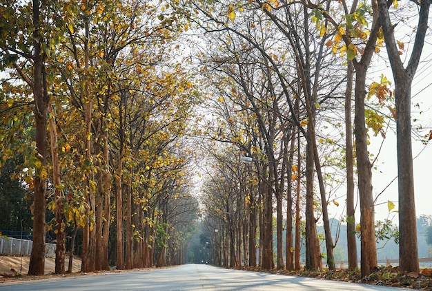 A road with trees on both sides and the sun shining on the trees.