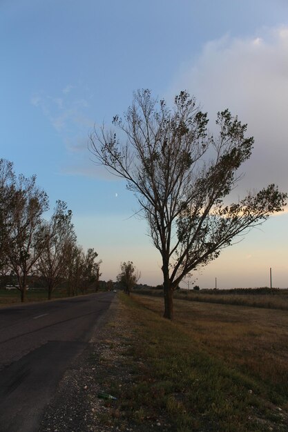 A road with trees on the side