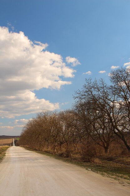 Дорога с деревьями на стороне