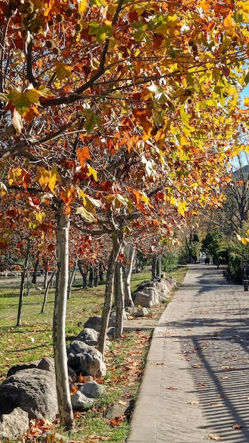 Road with trees on the sides autumn colors Montanejos Castellon Spain