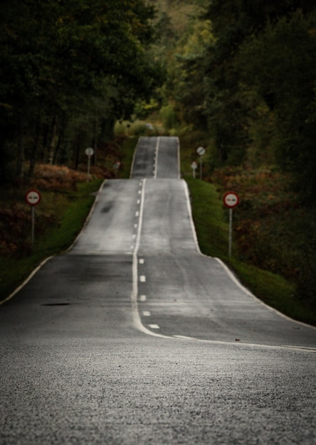 Road with trees