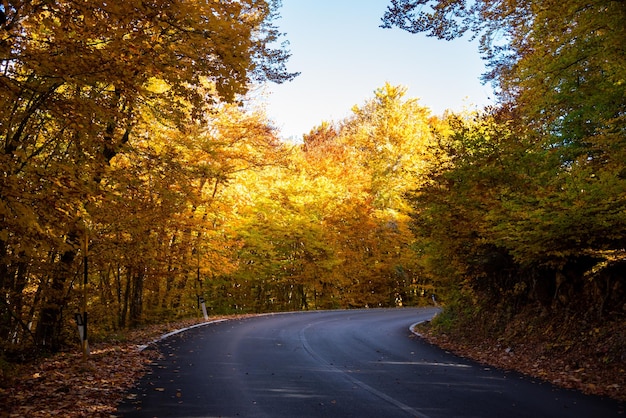 A road with a yellow tree in the fall