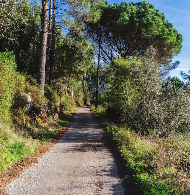 The road in the woods among the trees. Way out in front.