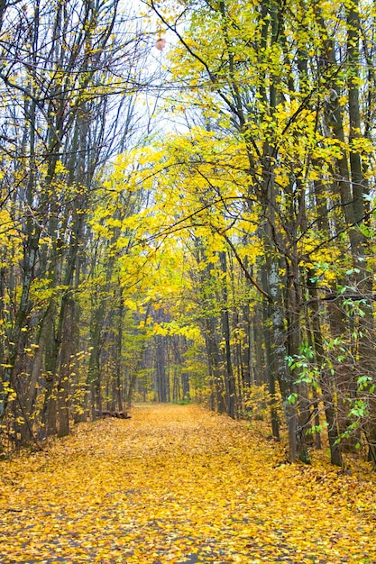 Foto strada nella gialla foresta autunnale lascia sfondo naturale