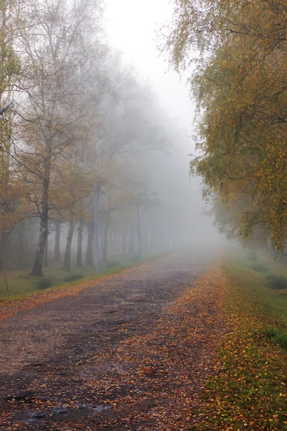 Road and yellow autumn trees in the fog