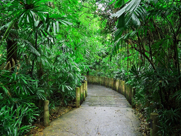 La strada nello zoo di singapore