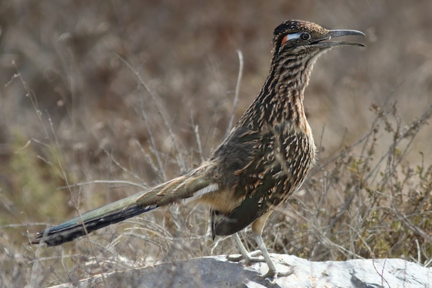 Foto roadrunner!