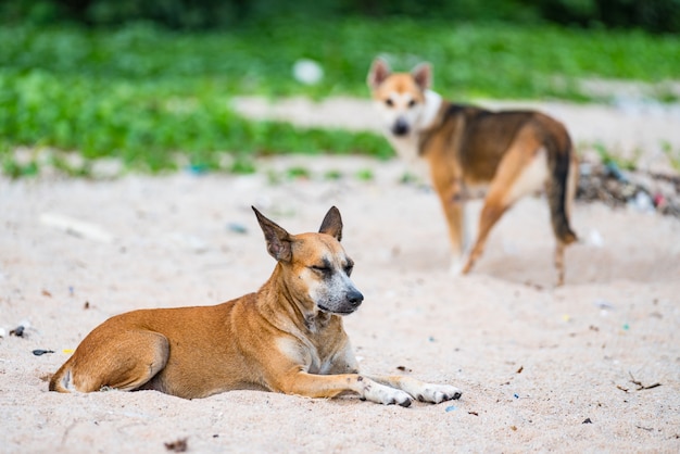 Riposo del cane lungo la strada