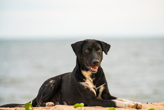 道端の犬の休憩