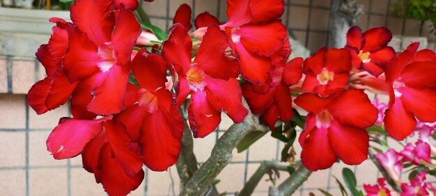 Roadside flowers close up