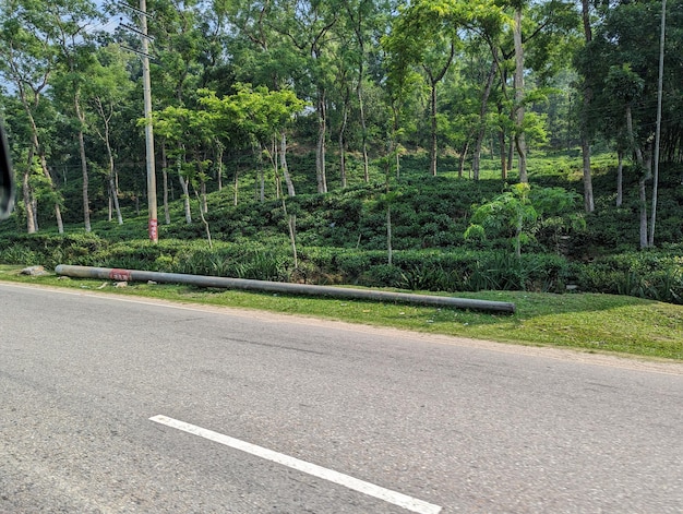 A roadside organic tea garden