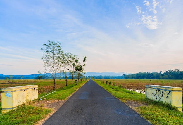 roadway in the morning in a rural rice field