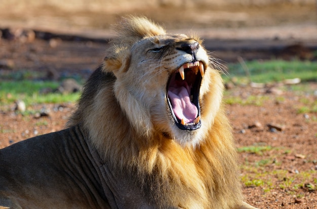 Foto leone africano ruggente in sudafrica