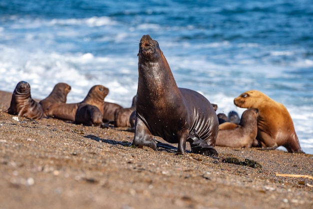 Roaring sea lion seal on the beach close up portrait