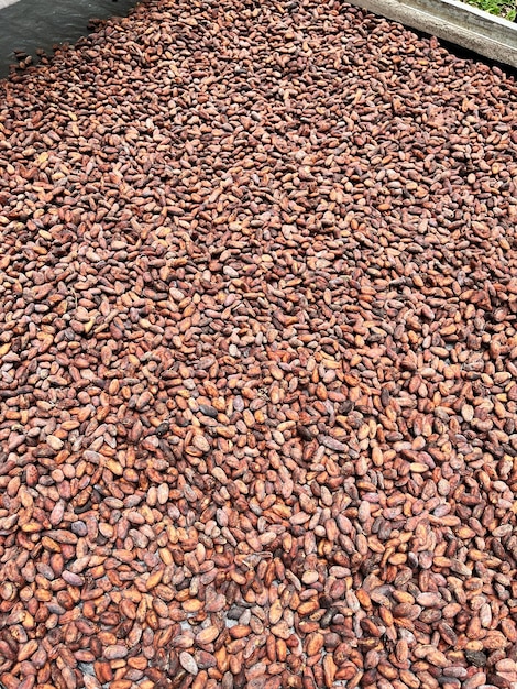 Roasted cocoa beans ready for making chocolate Costa Rica