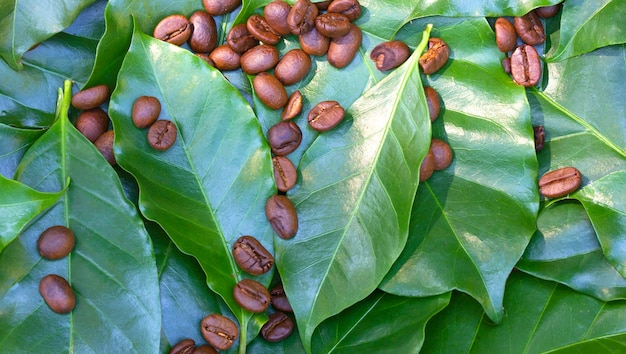 Roasted coffee beans on a fresh green coffee leaf background