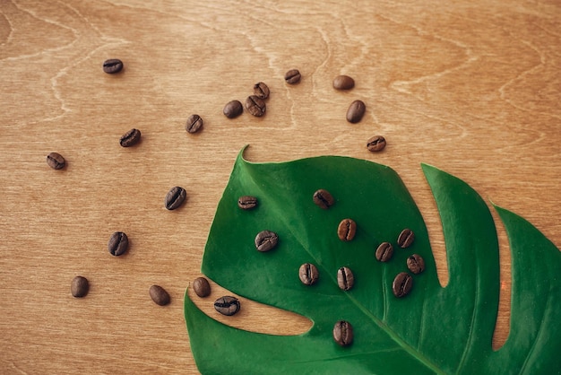 Chicchi di caffè tostati su foglia di monstera verde su legno rustico in posa piatta leggera concetto di chicchi di caffè ecologici bevanda calda mattutina con energia e aroma copia spazio tecnologia verde salva ambiente