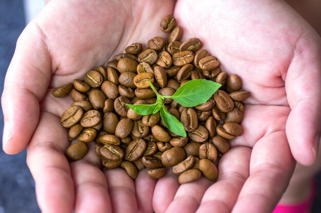 Roasted coffee beans in the hand