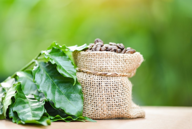 Roasted coffee in sack with green leaf on wooden table and nature green 