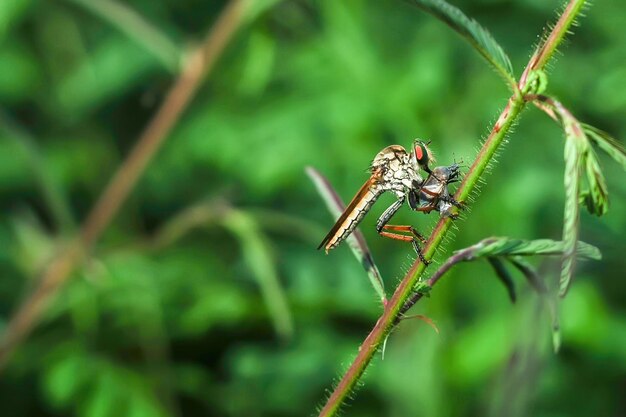 Photo the robber fly or asilidae was eating its prey on the branch of a grumble