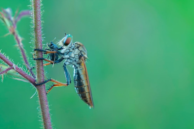 Муха-разбойник или Asilidae съедает свою добычу на ветке ропота