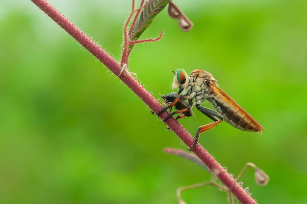 Photo the robber fly or asilidae was eating its prey on the branch of a grumble