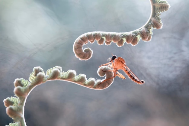 Foto la mosca rapinatrice sulle felci