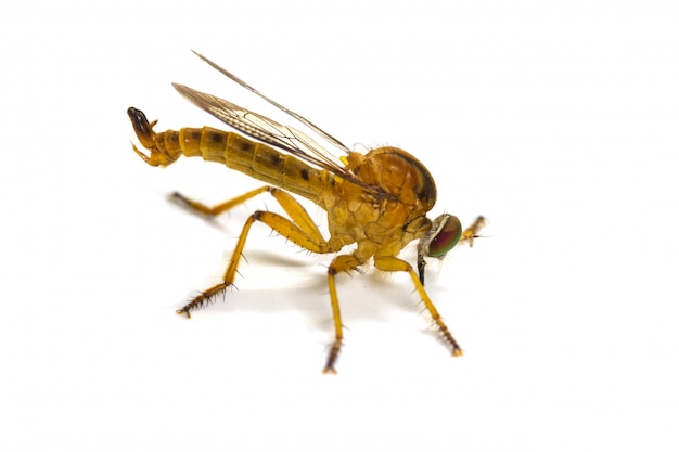 Robber fly isolated on white background