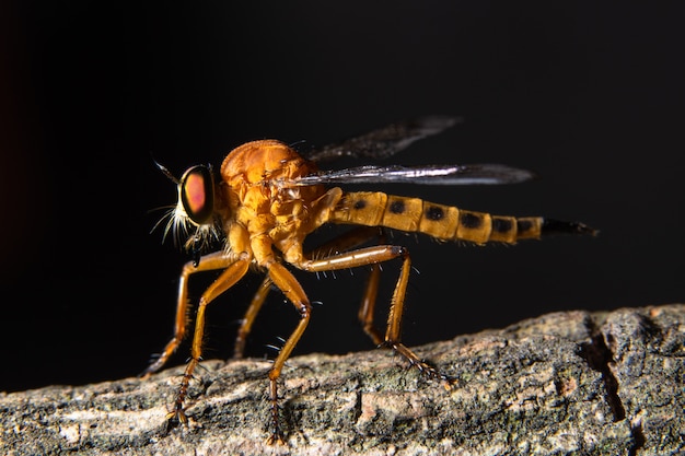 Robber fly macro