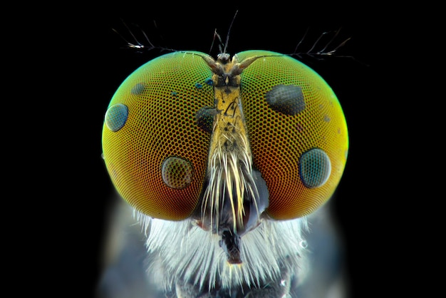 Robber fly macro