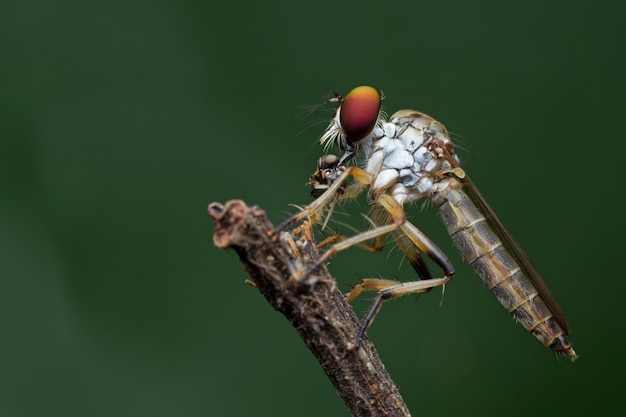 Robber fly and prey in nature