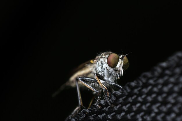 Robber fly with selective focus