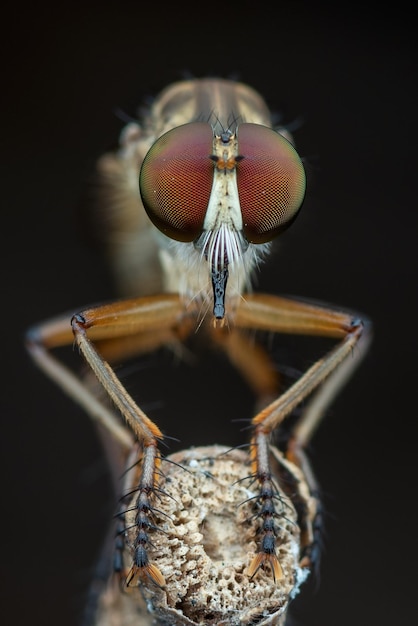 Robberfly Asilidae jagen op een vlieg op een donkere achtergrond