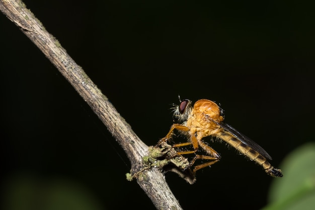 Robberfly (Asilidae) on plants