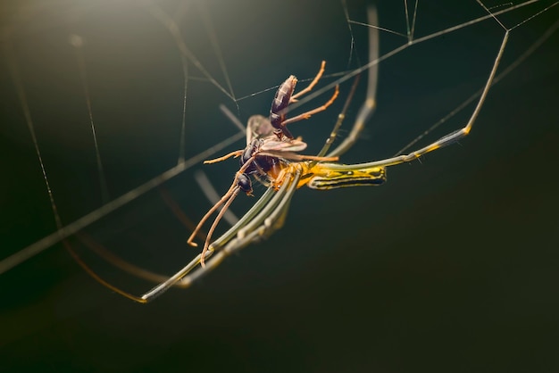 robberfly on black background