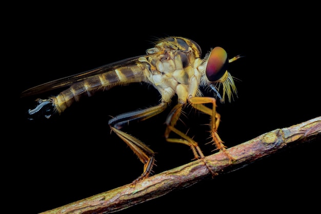 robberfly on black background